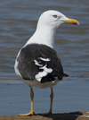 1cy fuscus in August, ringed in Finland. (81365 bytes)